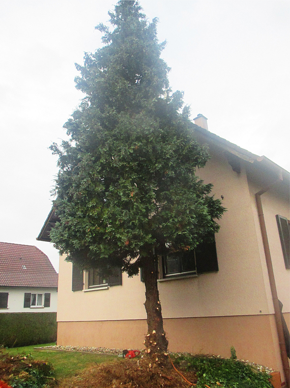 Dessouchage d'un arbre avec une mini pelle JMEKA